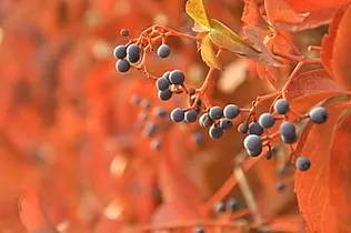 Frutas en la floración